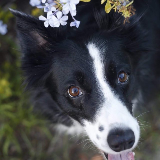 Kate, Aka Miss Bright Eyes