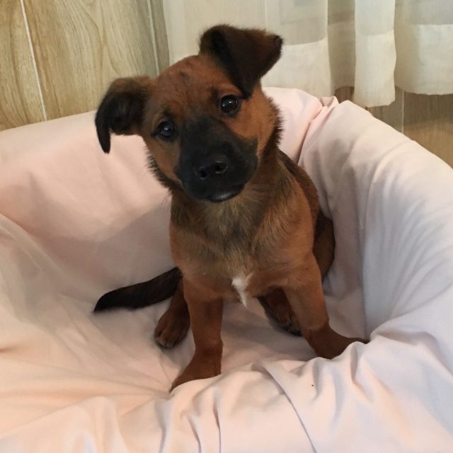 Pearl My Little Girl Rescue Puppy. She Saved My Life From Severe Depression.