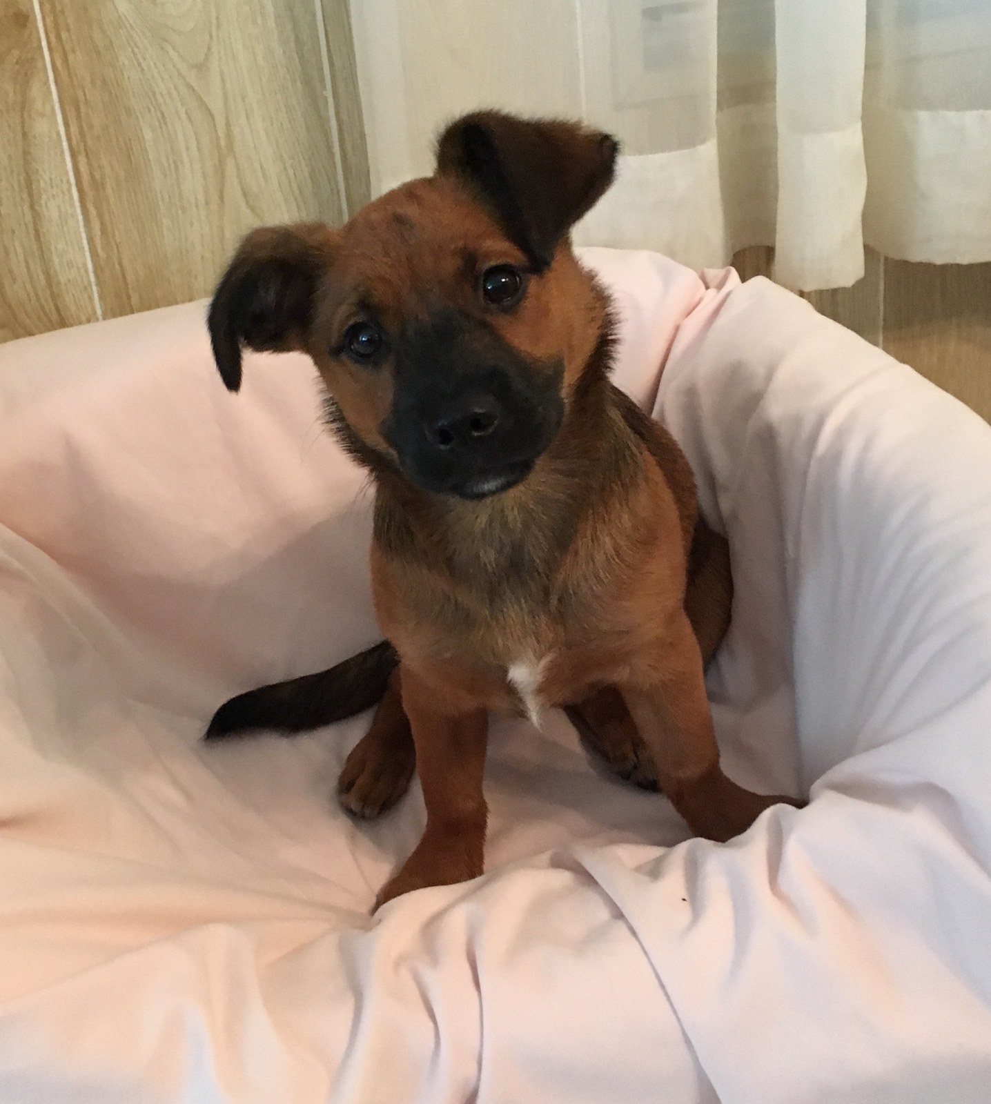 Pearl My Little Girl Rescue Puppy. She Saved My Life From Severe Depression.