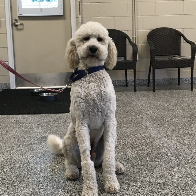 Bentley The Smart Dog Pose For Me