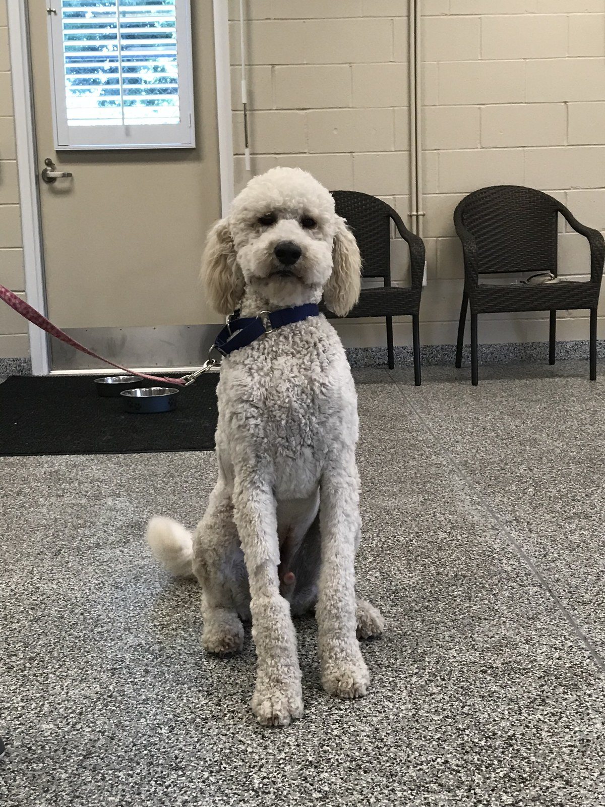 Bentley The Smart Dog Pose For Me