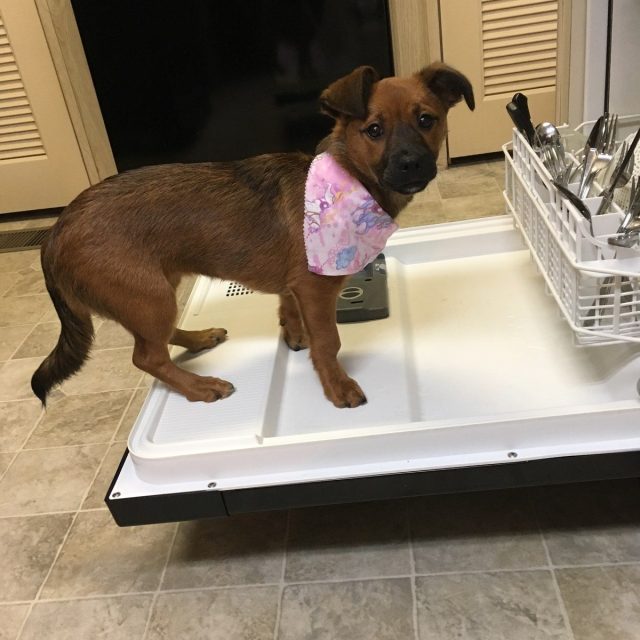 Pearl My Little Girl Rescue Puppy. She Saved My Life From Severe Depression.