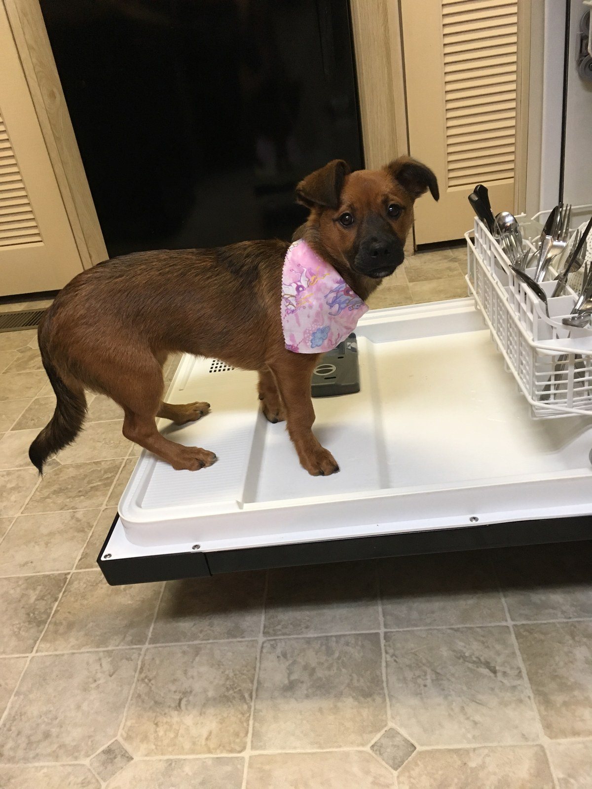 Pearl My Little Girl Rescue Puppy. She Saved My Life From Severe Depression.