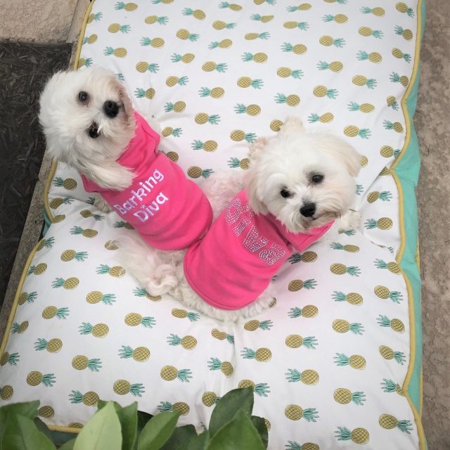 Pretty In Pink