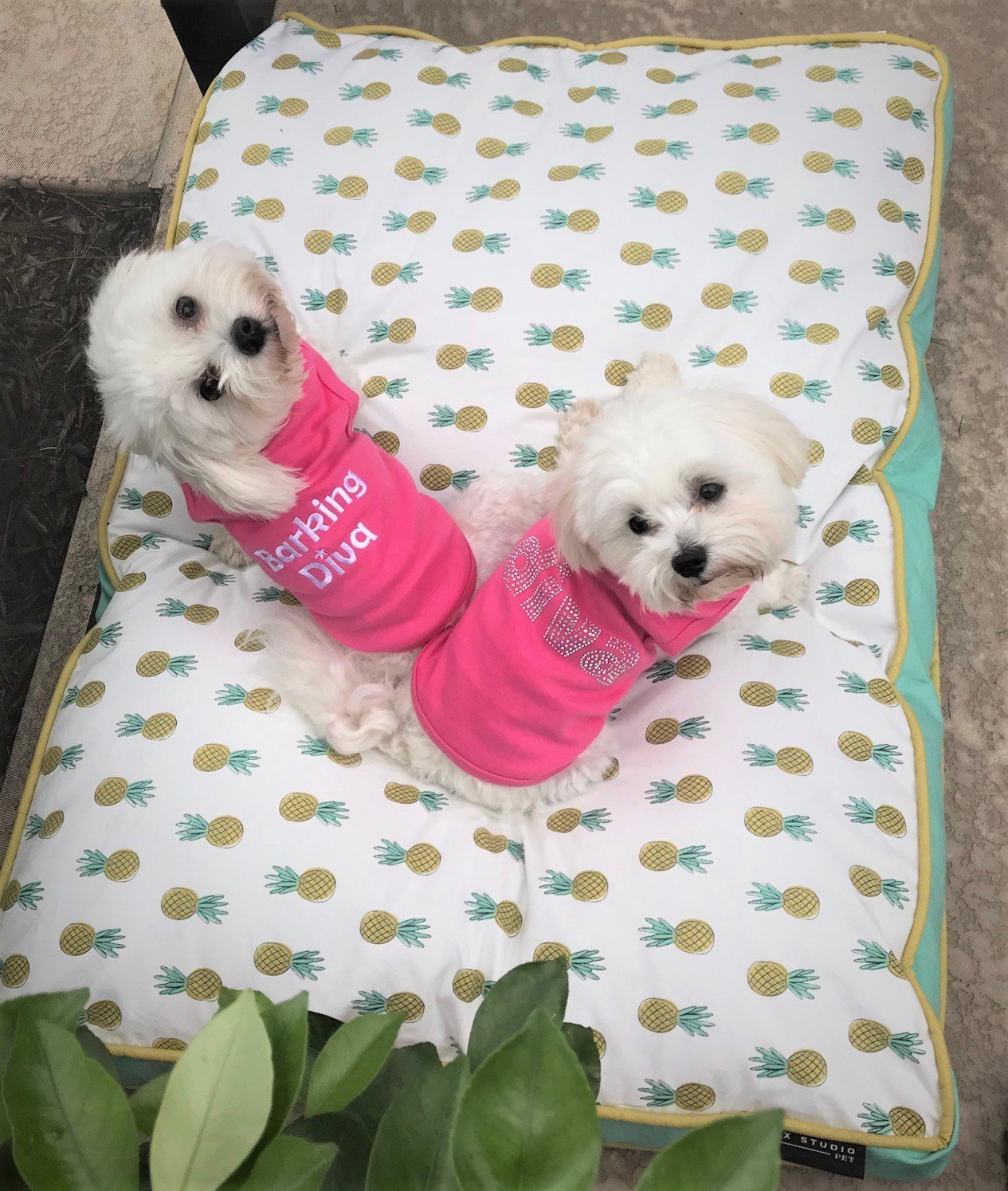 Pretty In Pink