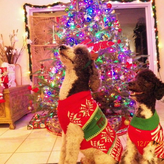 Christmas Joy!!