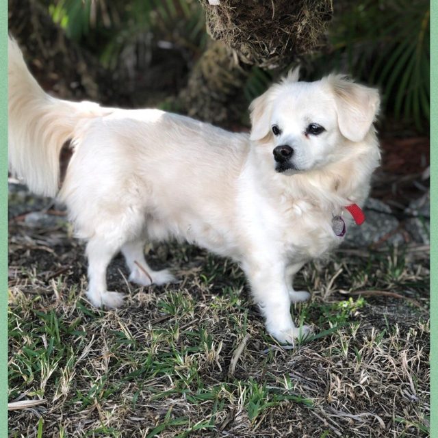 Buddy Is A Happy, Healthy And Fun Loving 16 Year Old Rescue