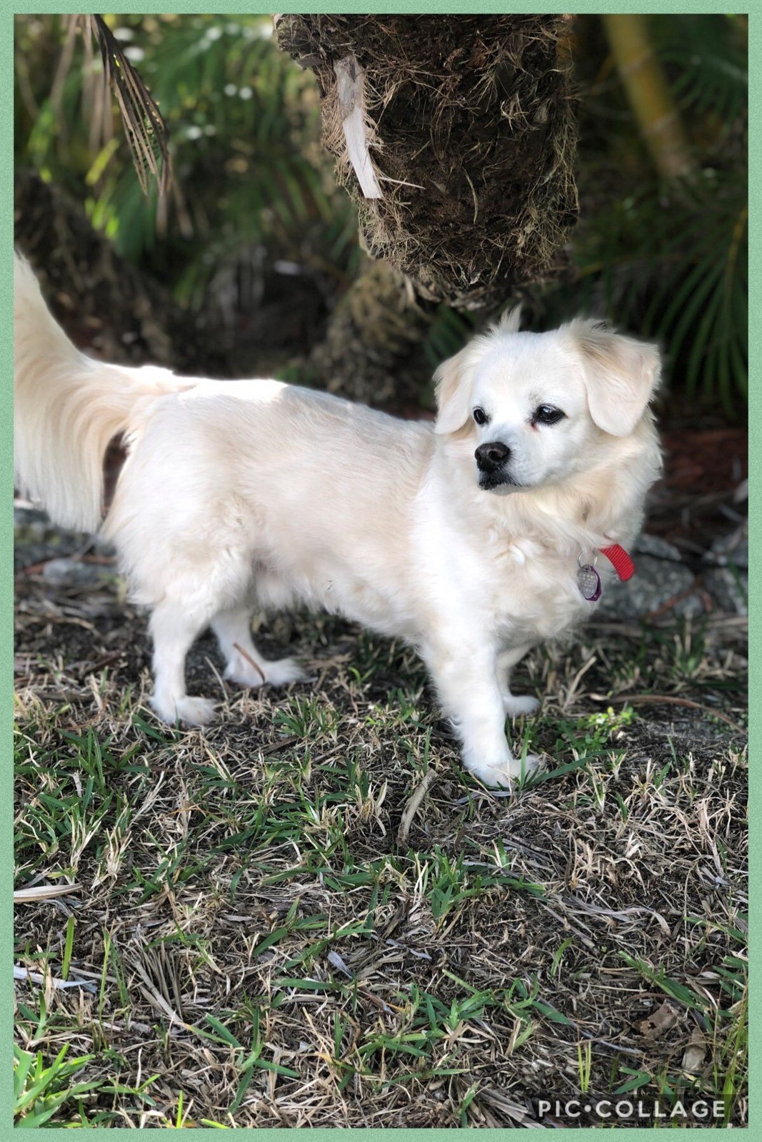 Buddy Is A Happy, Healthy And Fun Loving 16 Year Old Rescue