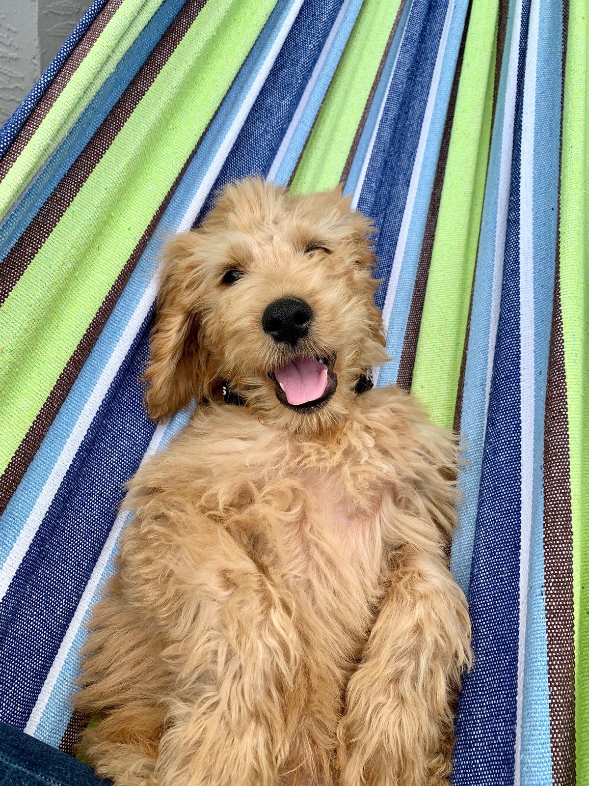 Staniel Hammock