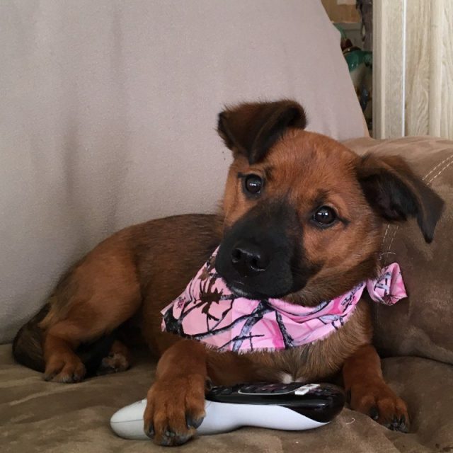 Pearl My Little Girl Rescue Puppy. She Saved My Life From Severe Depression.