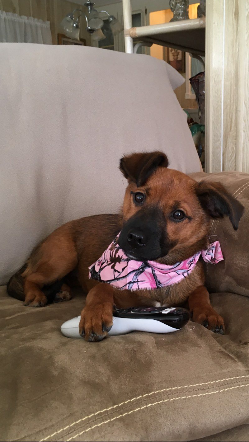 Pearl My Little Girl Rescue Puppy. She Saved My Life From Severe Depression.