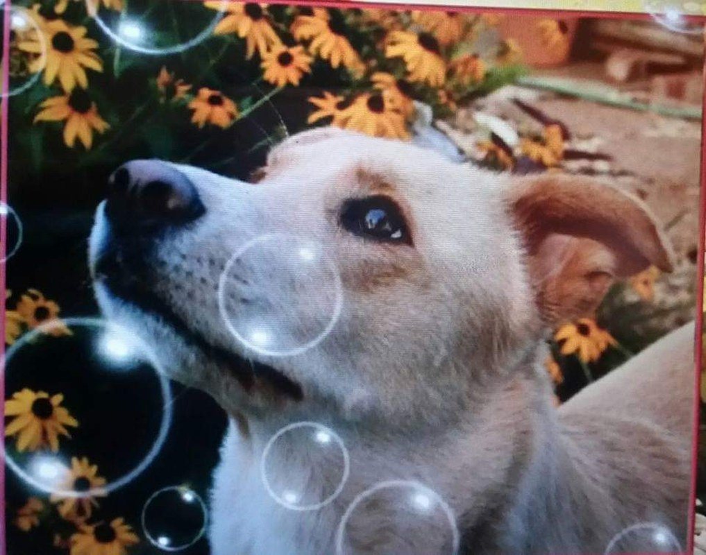 Gypsy Catching Bubbles