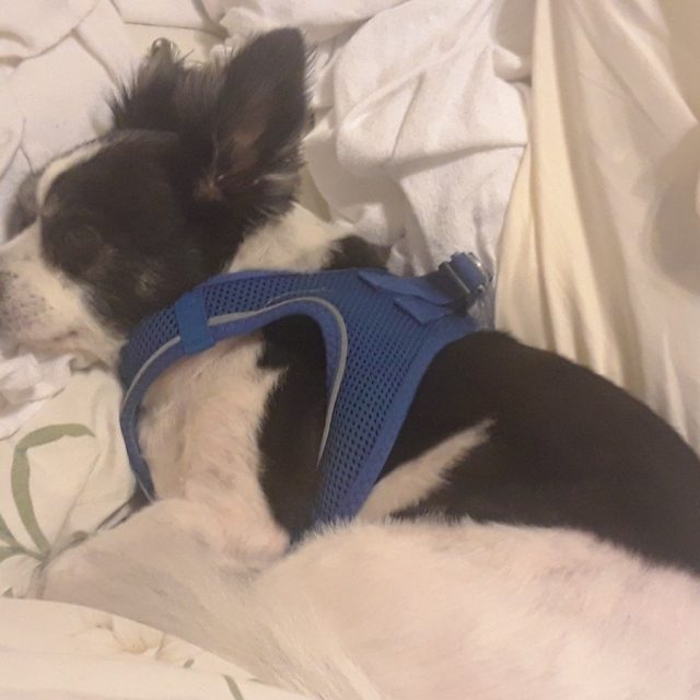 Sleepy Boy Freckles