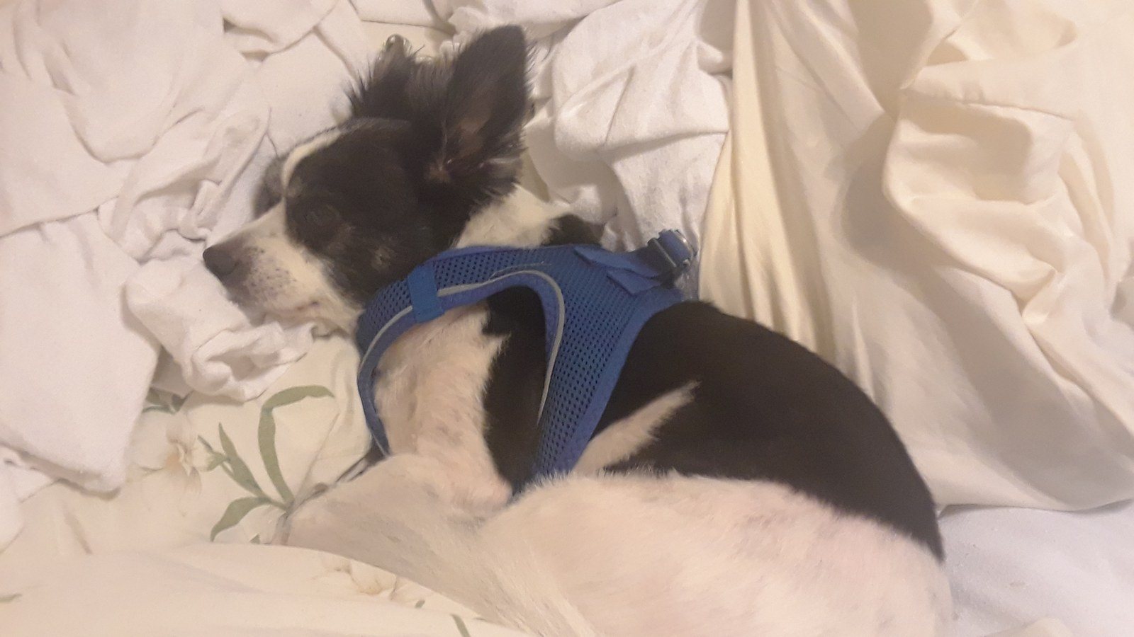 Sleepy Boy Freckles