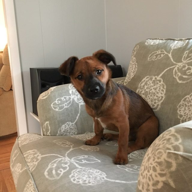 Pearl My Little Girl Rescue Puppy. She Saved My Life From Severe Depression.