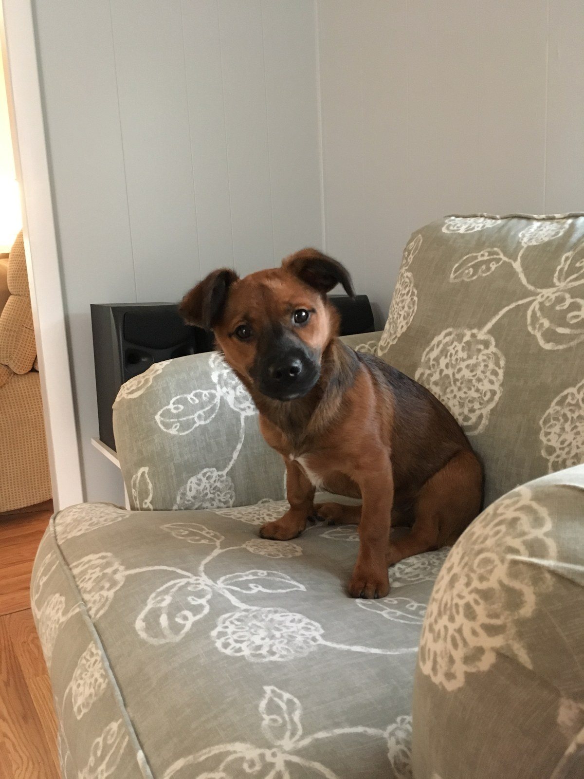 Pearl My Little Girl Rescue Puppy. She Saved My Life From Severe Depression.