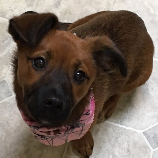 Pearl My Little Girl Rescue Puppy. She Saved My Life From Severe Depression.