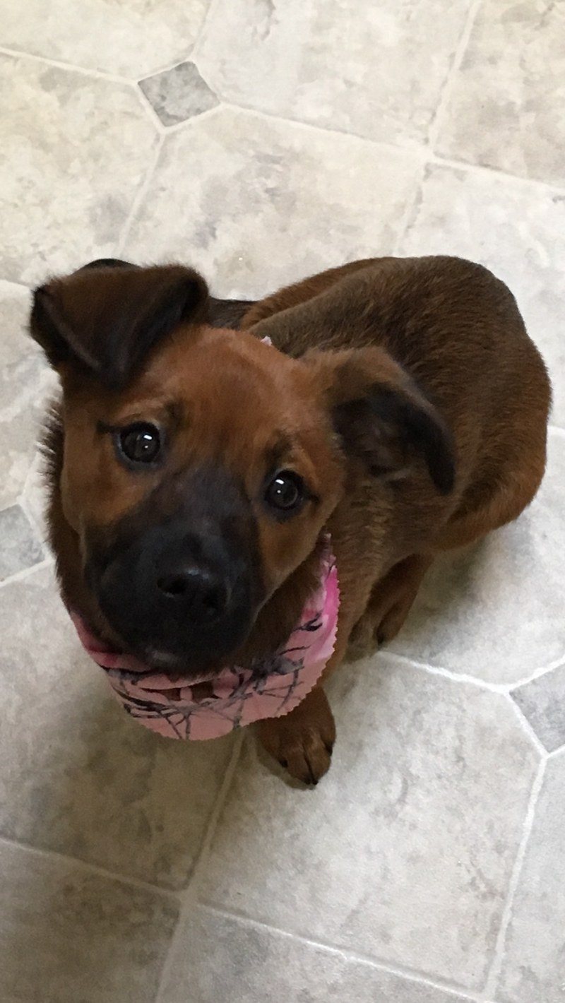 Pearl My Little Girl Rescue Puppy. She Saved My Life From Severe Depression.