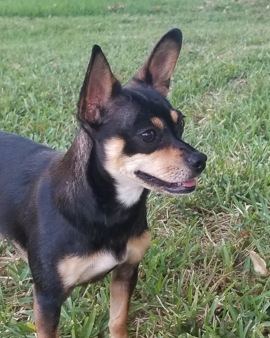 Playful Lilly