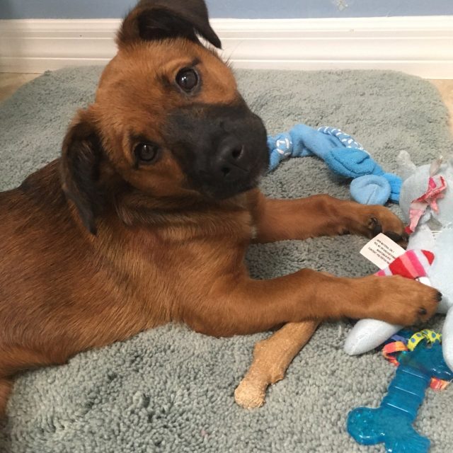 Pearl My Little Girl Rescue Puppy. She Saved My Life From Severe Depression.