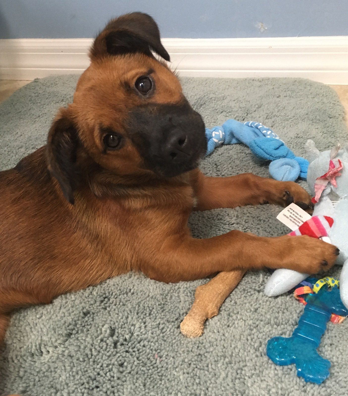 Pearl My Little Girl Rescue Puppy. She Saved My Life From Severe Depression.