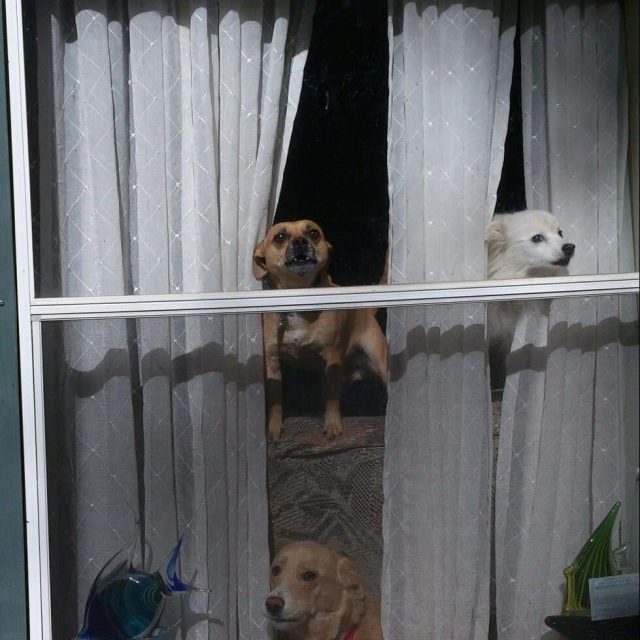 Doggies In The Window