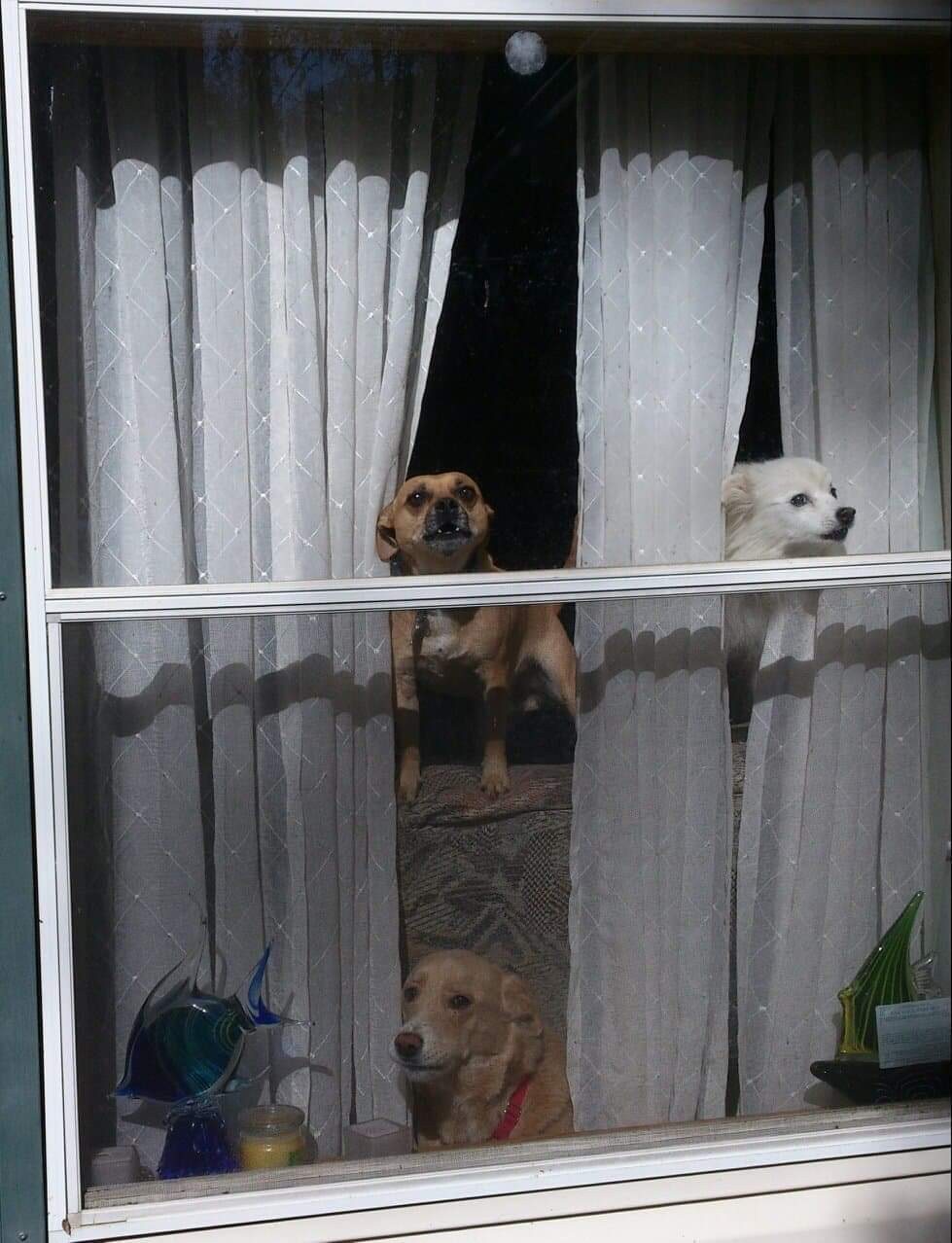 Doggies In The Window