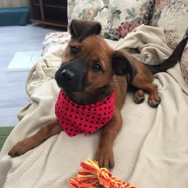 Pearl My Little Girl Rescue Puppy. She Saved My Life From Severe Depression.