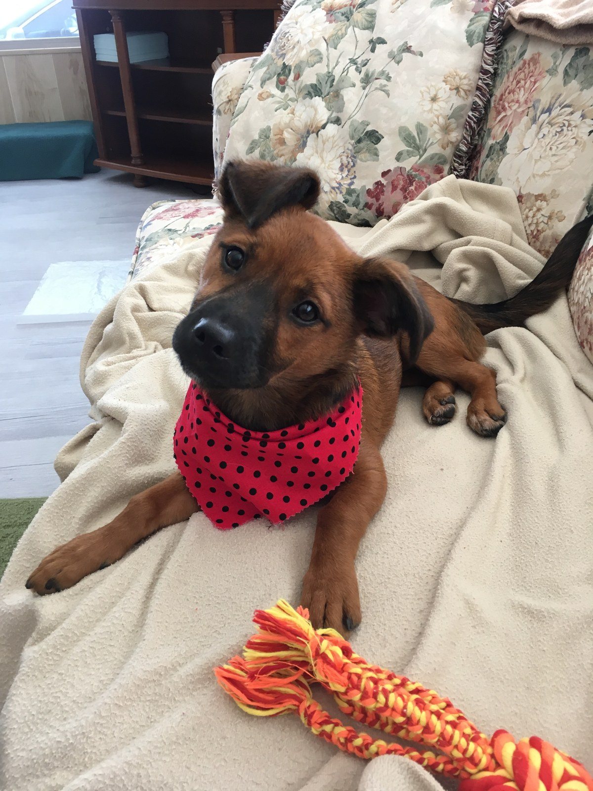 Pearl My Little Girl Rescue Puppy. She Saved My Life From Severe Depression.