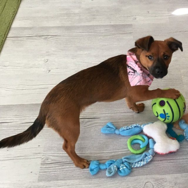 Pearl My Little Girl Rescue Puppy. She Saved My Life From Severe Depression.