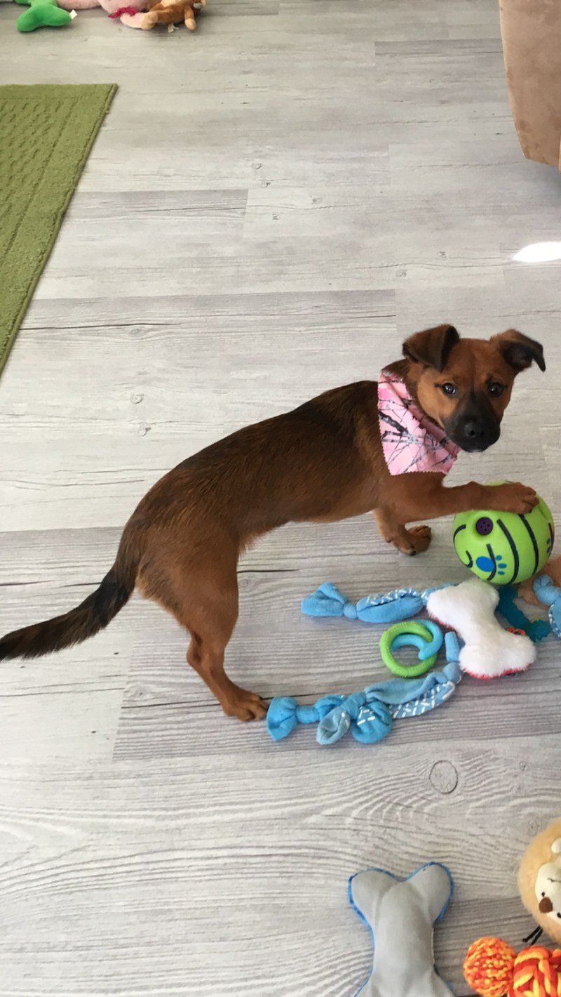 Pearl My Little Girl Rescue Puppy. She Saved My Life From Severe Depression.
