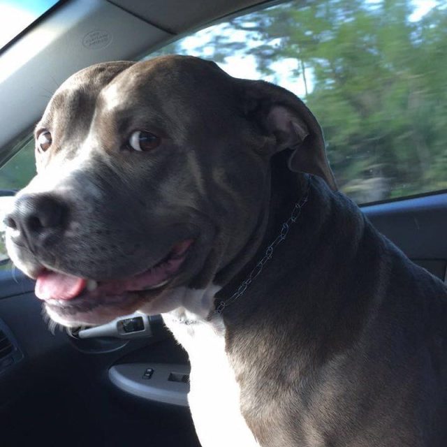 Rex Riding Shotgun