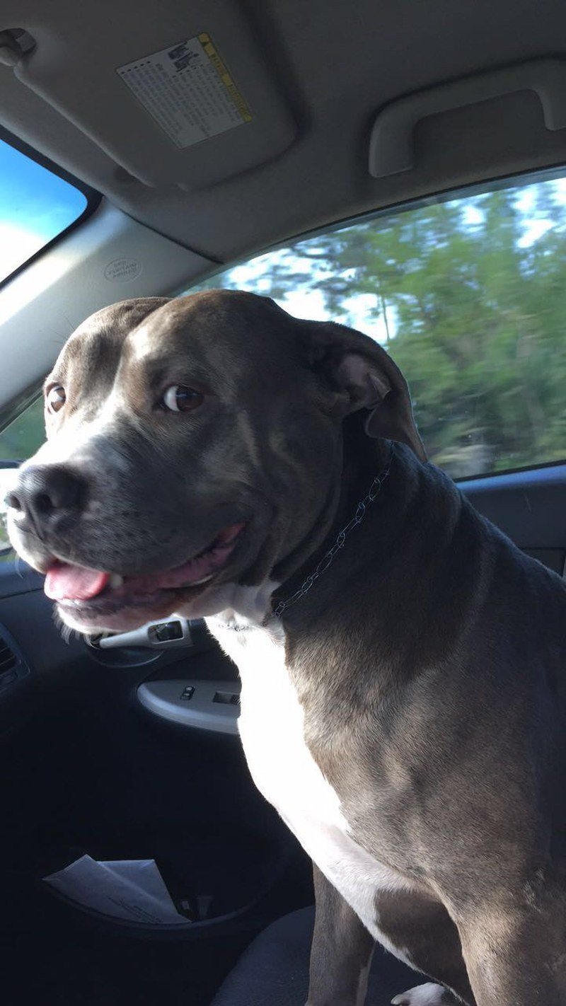 Rex Riding Shotgun