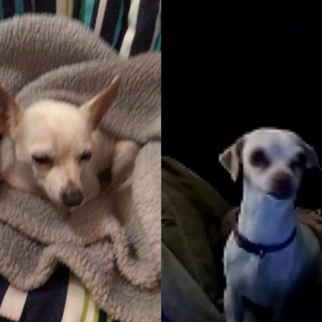 Dogtime On FaceTime! Frito Talking To Chloe!