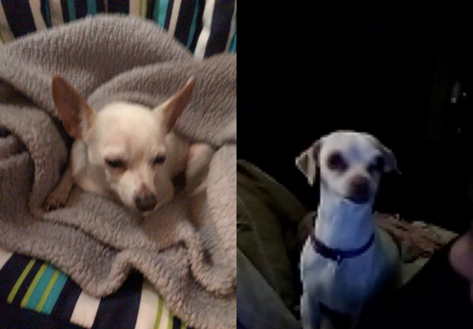 Dogtime On FaceTime! Frito Talking To Chloe!