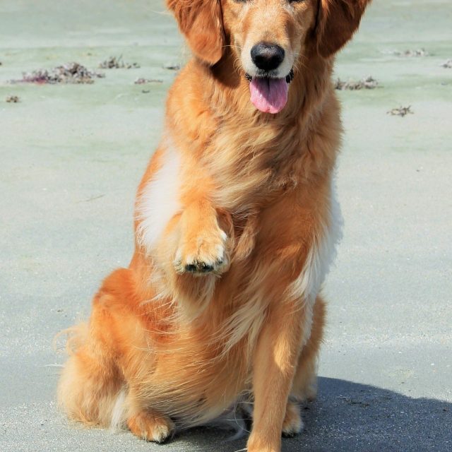 Pretty Please?