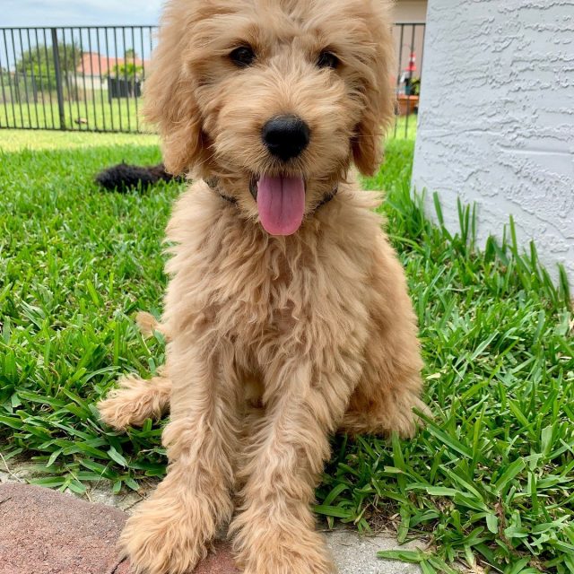 Staniel Goldendoodle