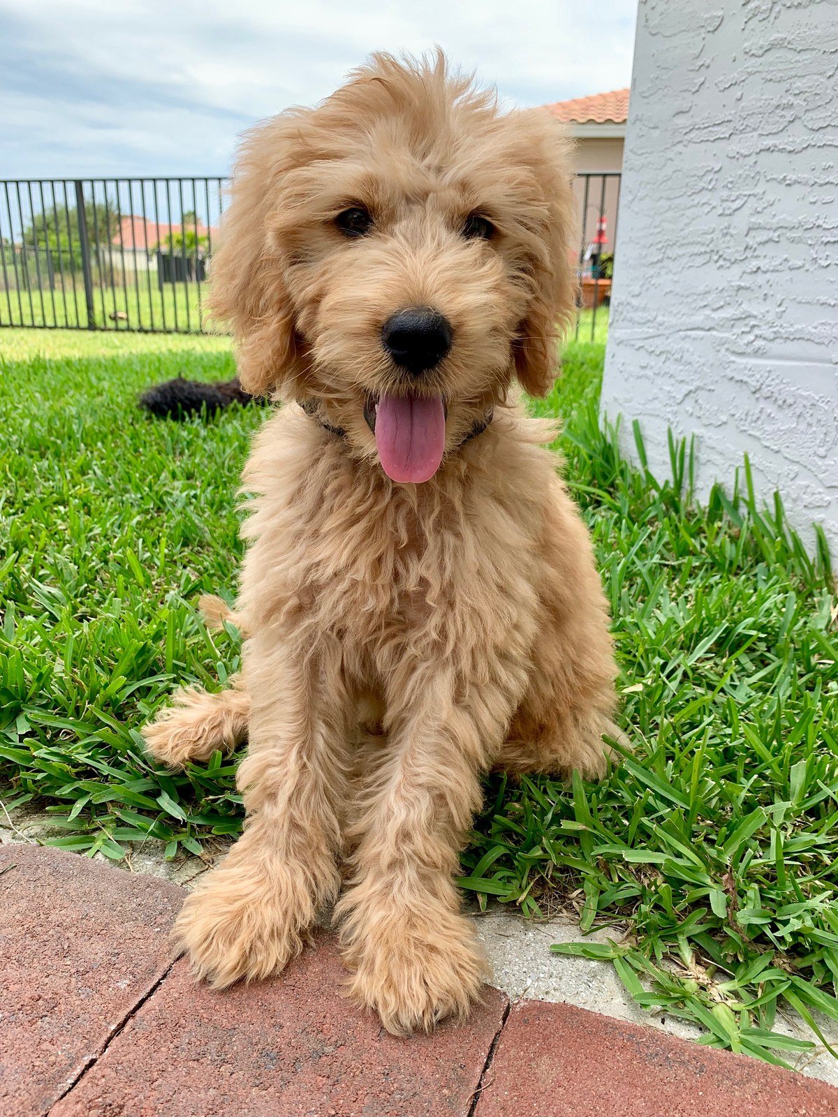 Staniel Goldendoodle
