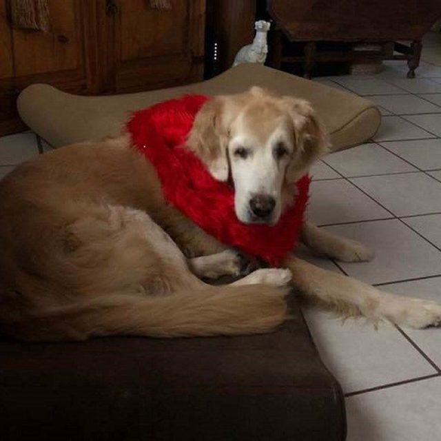 Hunter "Does This Red Collar Make Me Look Fat?"