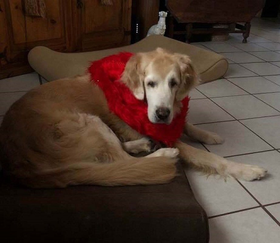 Hunter "Does This Red Collar Make Me Look Fat?"