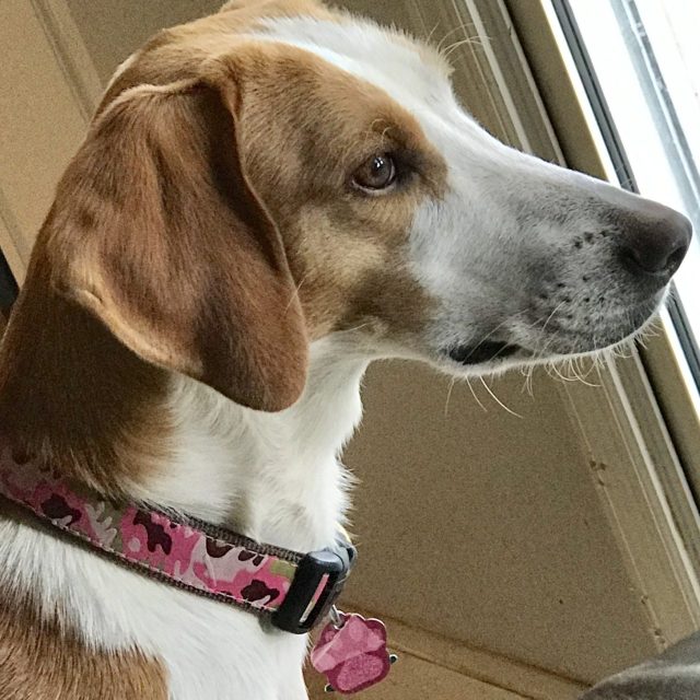 Sadie