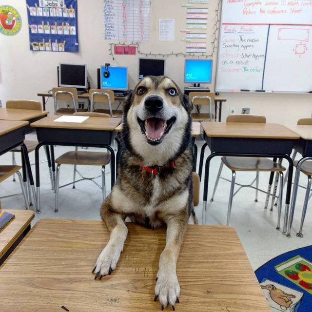 'Goodest Boy' In The Class! - Eclipse