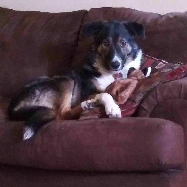 Just A Dog And Her Toy