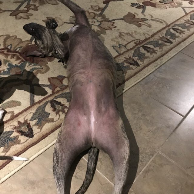 Playing Dead