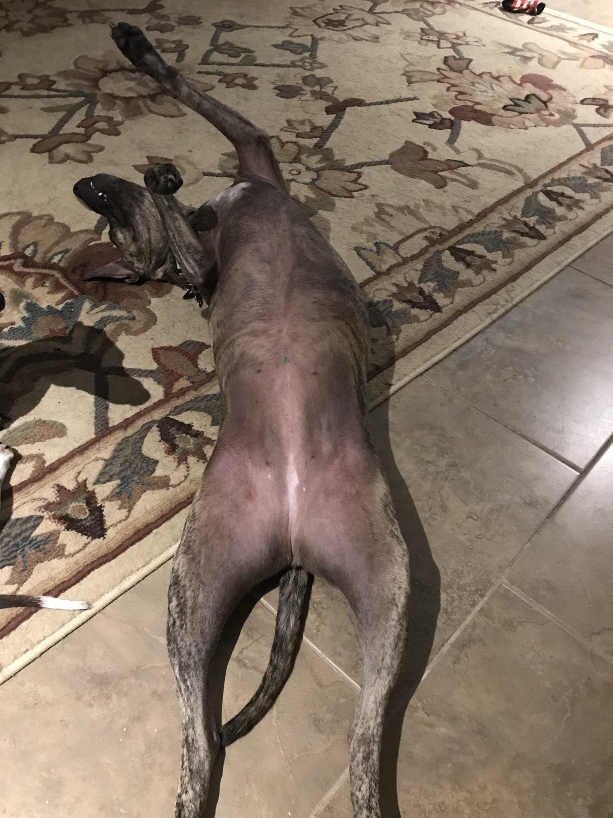 Playing Dead