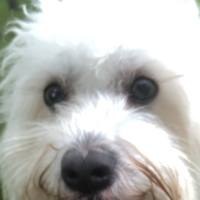 A Happy Pup