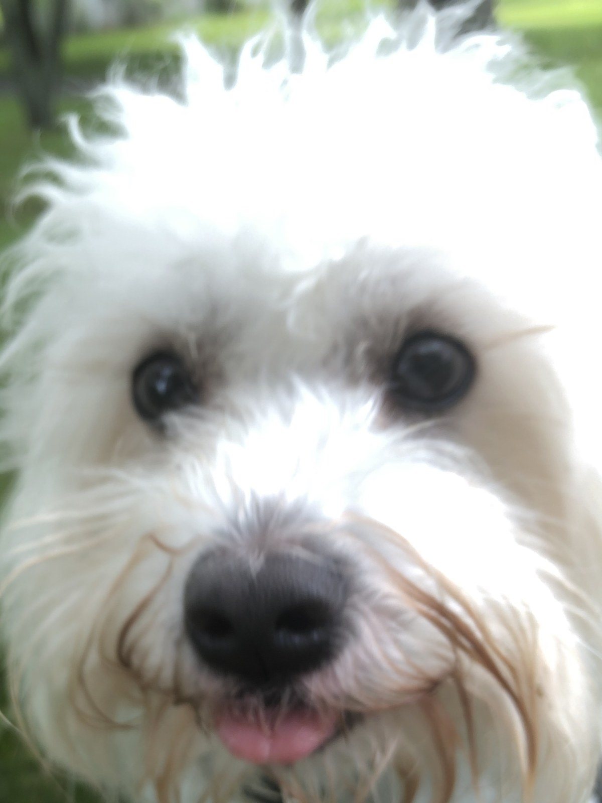 A Happy Pup