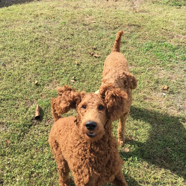 Nothing Like Play Time With Your Best Bud!