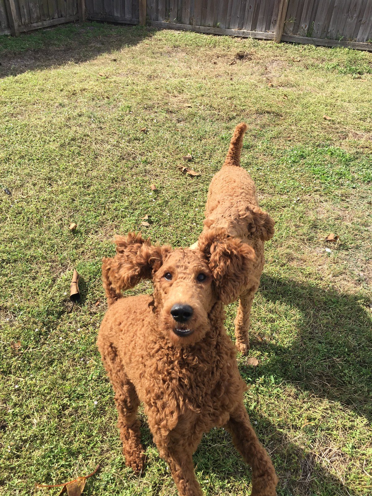 Nothing Like Play Time With Your Best Bud!
