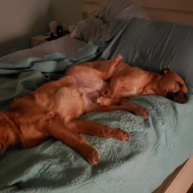 Cuddle Buddies
